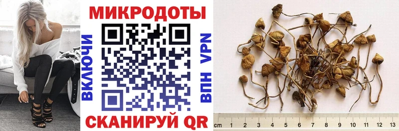 Купить  Полевской  Псилоцибиновые грибы Psilocybine cubensis 